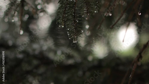 Rain Drops on Spruce photo