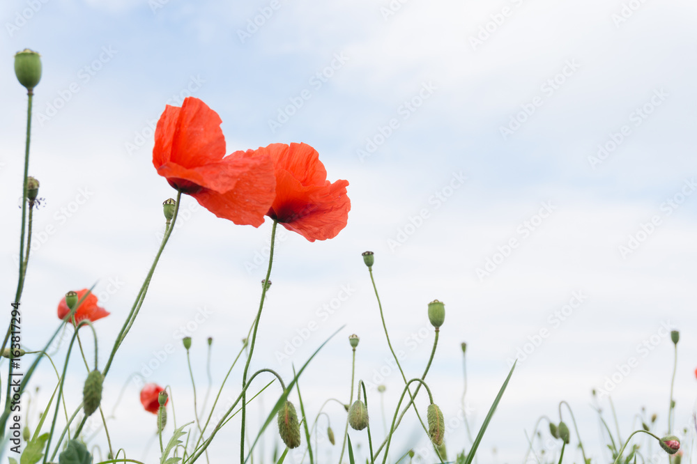Obraz premium Czerwony mak na łące