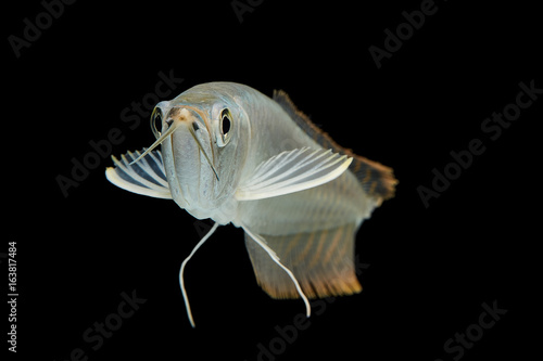Silver arowana in white background, Osteoglossum bicirrhosum