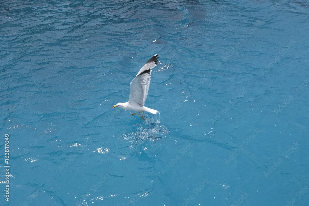 seagulls at sea seagulls at sea