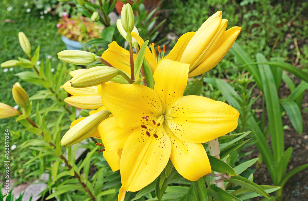 Obraz premium Flor de color