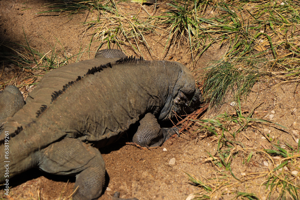 Iguana digs for food Iguana digs for food