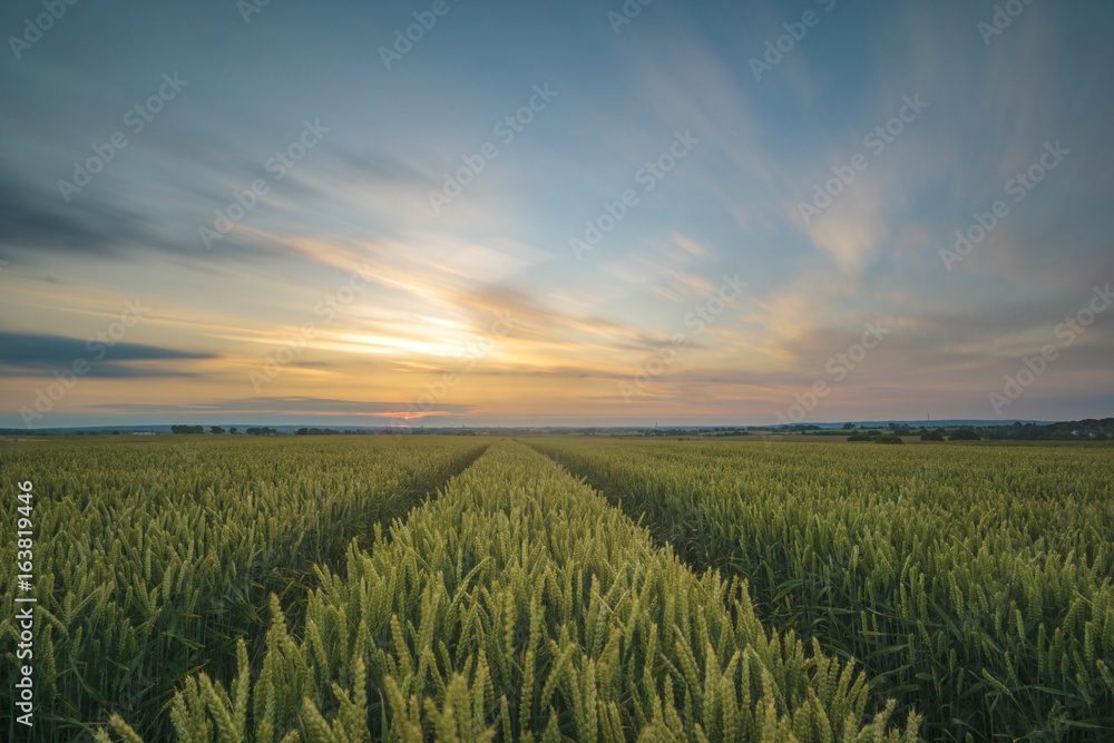 Panorama of wheat field in the morning