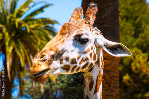 Photography Close-up of a Giraffe with Palm Trees