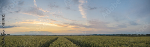 Panorama of wheat field in the morning