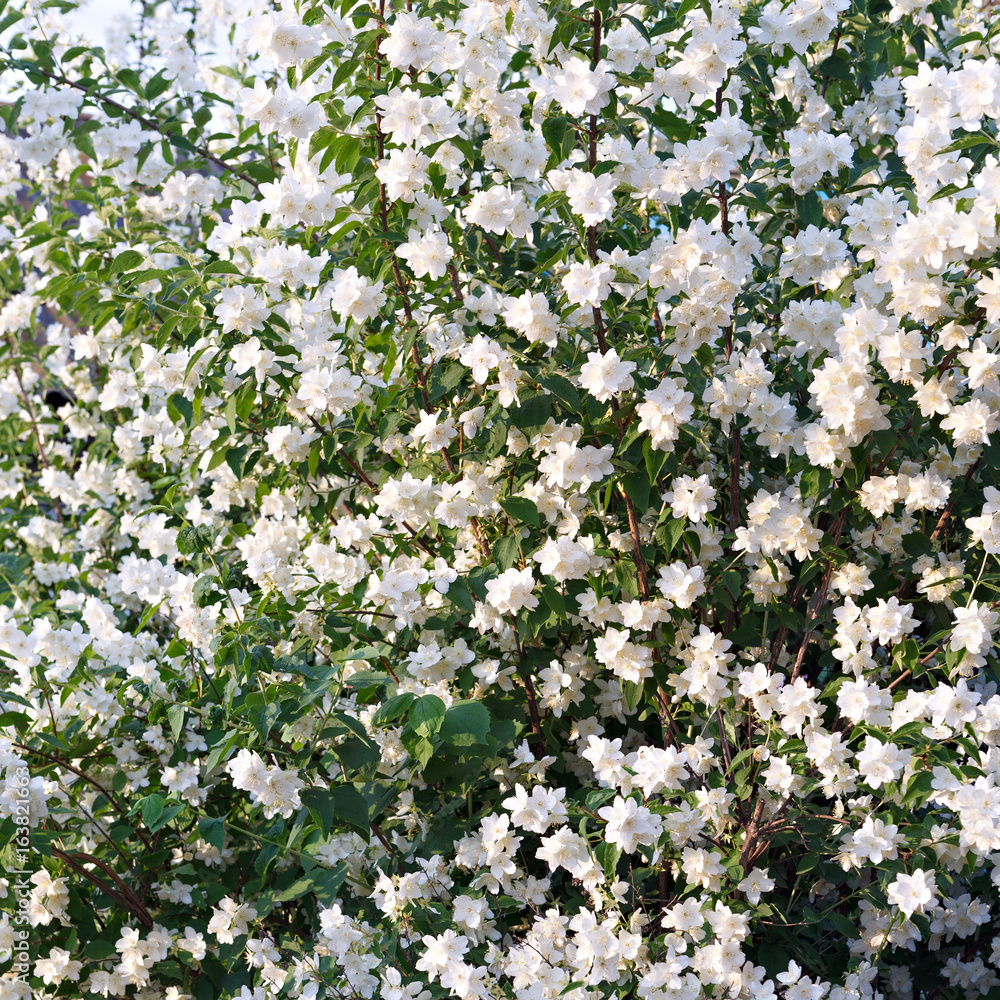 A flowering bush of jasmine in the garden.