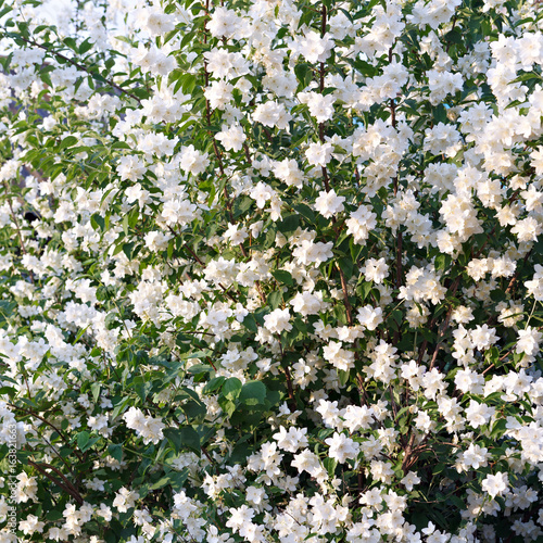 A flowering bush of jasmine in the garden.