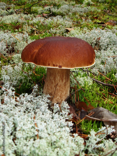 On the moss covered with foliage grows edible white mushroom