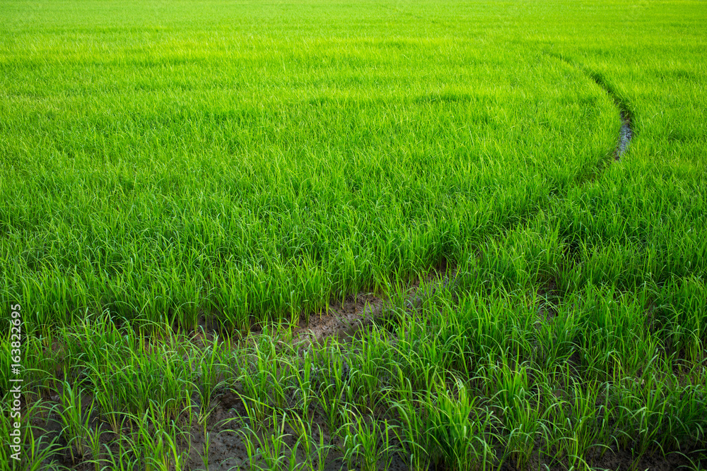 Obraz premium Field texture, Field background