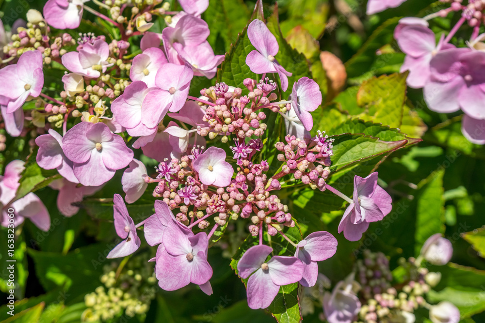The Pink Sparkler Spirea flowers is a smaller shrub with a rounded