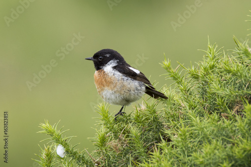 Stonechat (male juvenile) sat on a gorse bush, cornwall, uk