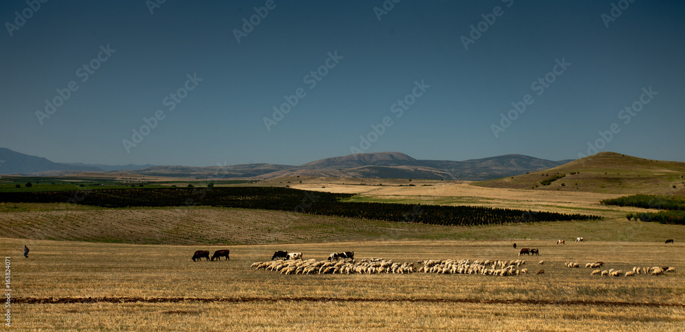 Obraz premium Herd of sheep