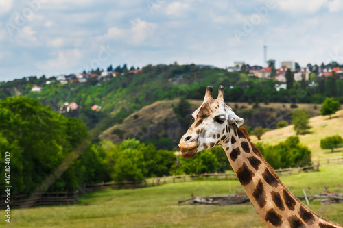 Photography Giraffe in the Zoo of Prague (Praha)