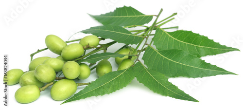 Cuadro en lienzo Medicinal neem leaves with fruits