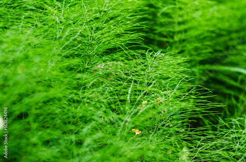 Texture of grass, plants