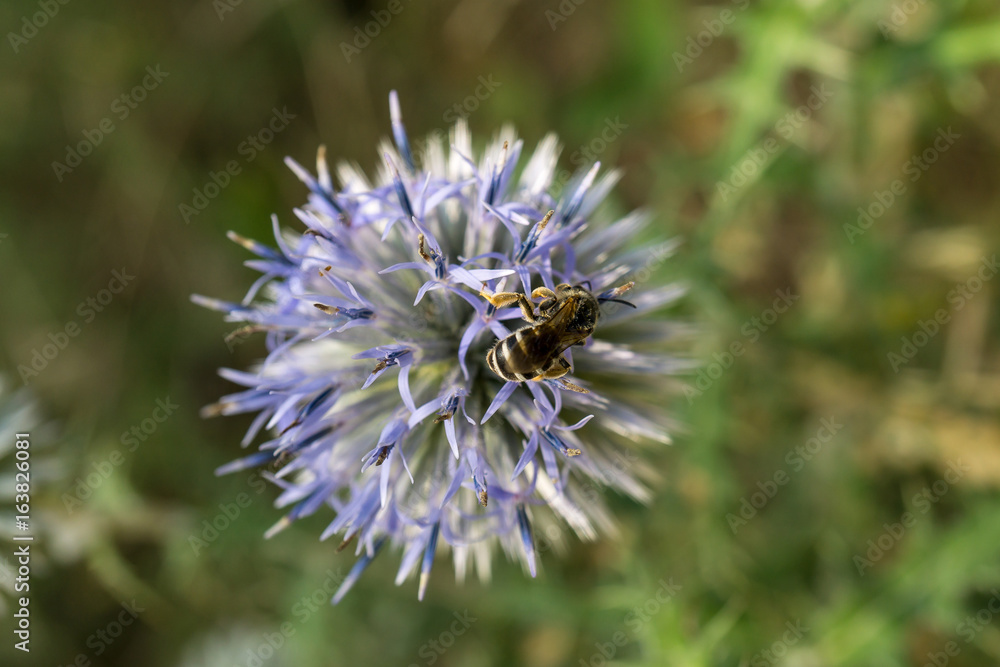 A close up of a female bee with her pollen basket full A close up of a female bee with her pollen basket full