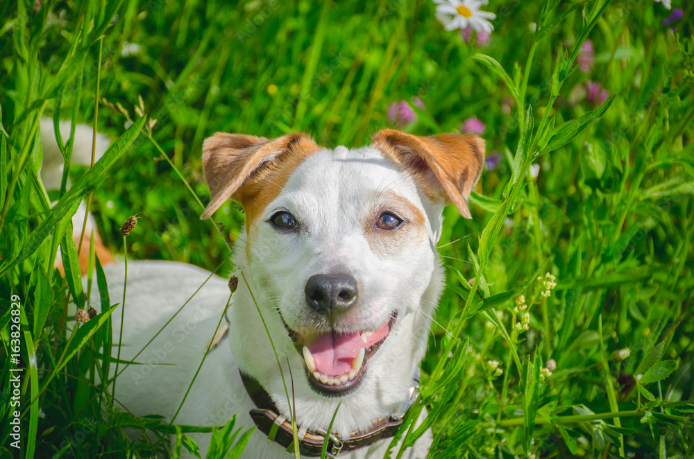 портрет белой собаки в  траве
