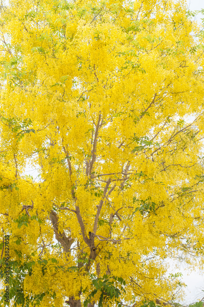 Fototapeta premium Golden shower tree in Thailand.