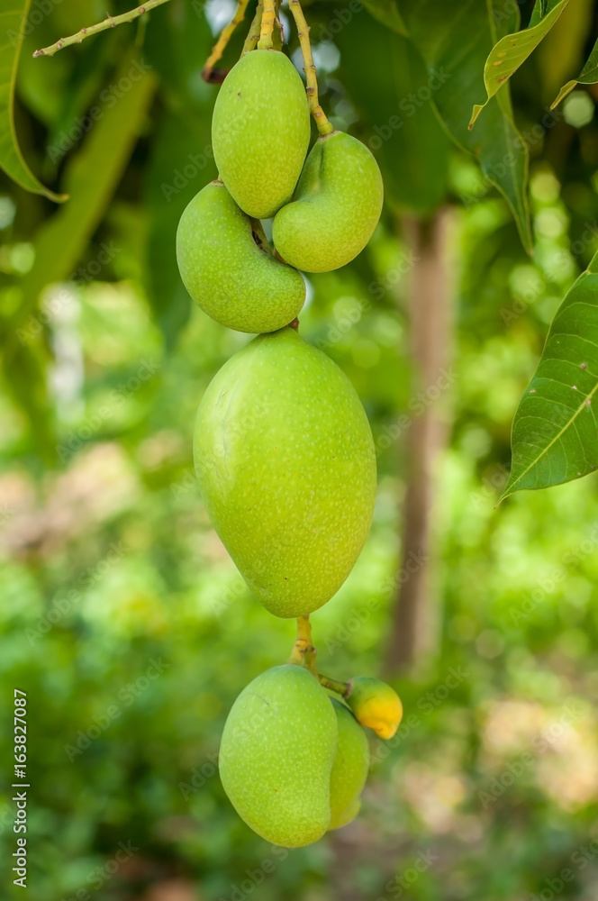 Small green mangoes hanging with Mango tree.