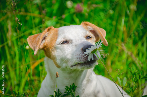 собака нюхает цветок