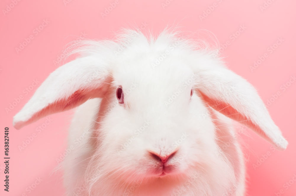 Portrait white rabbit on pink background. Portrait white rabbit on pink background.