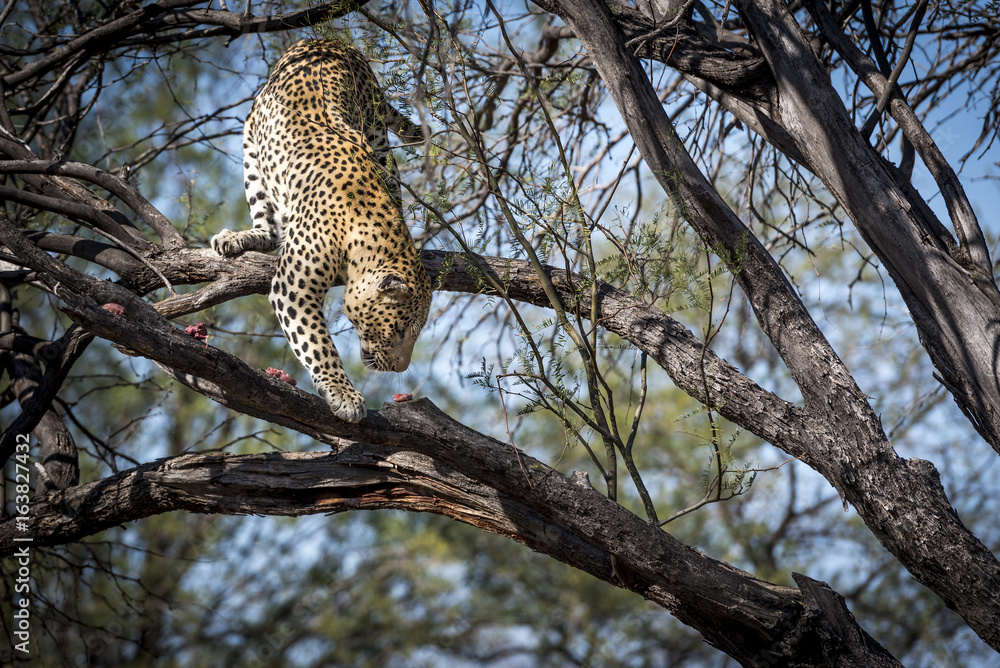 Obraz premium Leopard