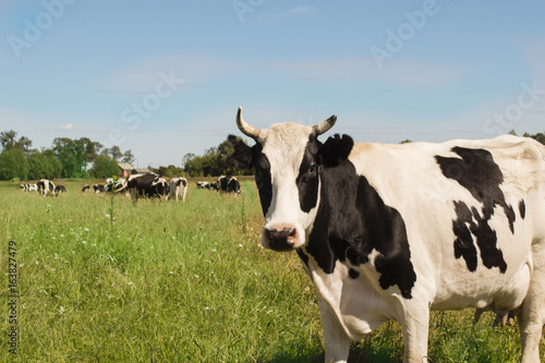 cow on a green meadow