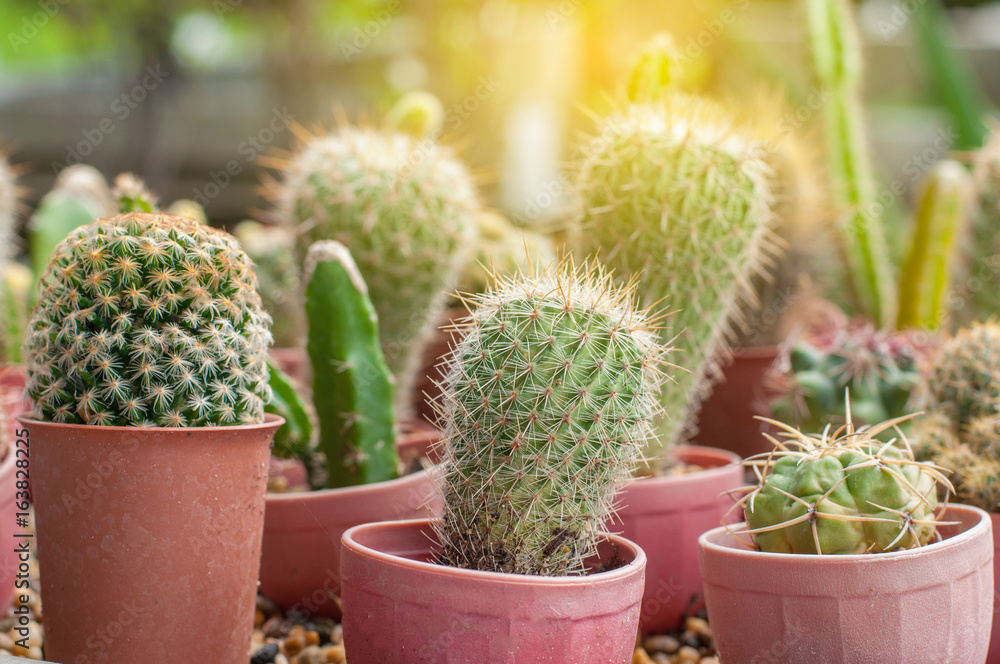 Group of small cactus in plastic pot with light flare Group of small cactus in plastic pot with light flare