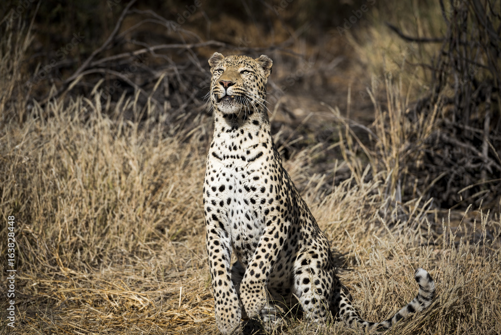 Leopard Leopard