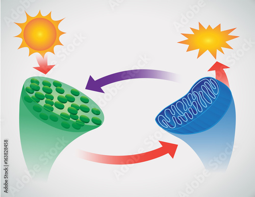 vector illustration of photosynthesis