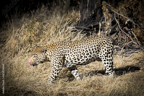 Leopard © finkandreas