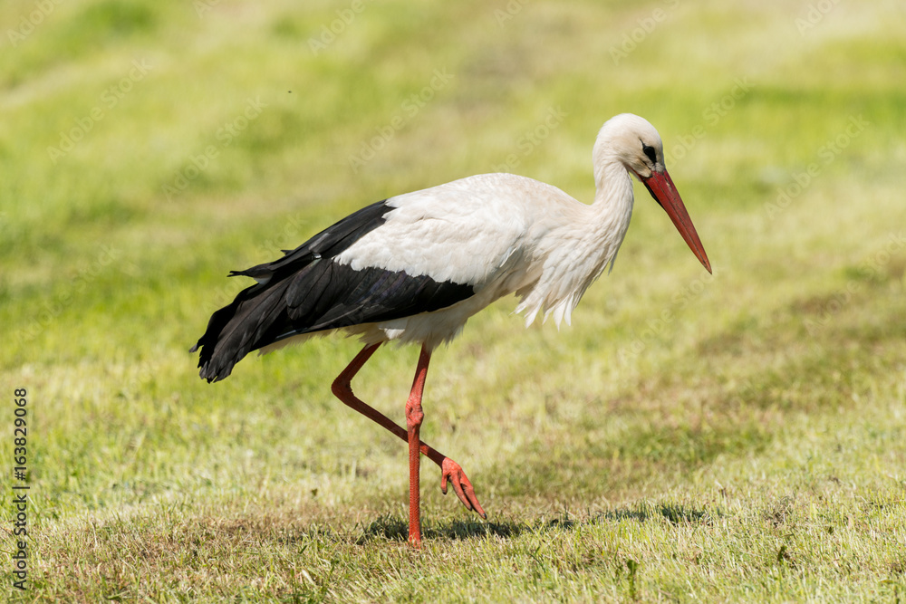 Naklejka premium White Stork in the meadow in the morning