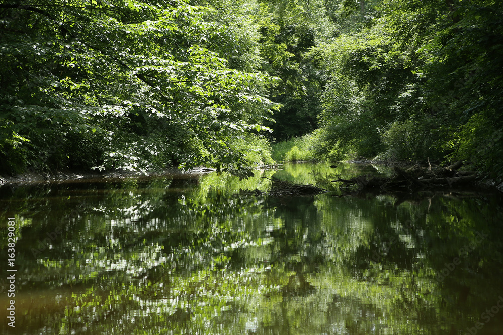 Lush vegetation near river reflecting in water. Beautiful nature background. Foliage reflection in summer. Lush vegetation near river reflecting in water. Beautiful nature background. Foliage reflection in summer.