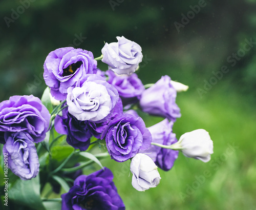 Closeup to beautiful purple and white lisianthus (tulip gentian, texas blue bell). Eustoma Grandiflorum. Bridal bouquet of white and lilac flowers of eustomas. photo