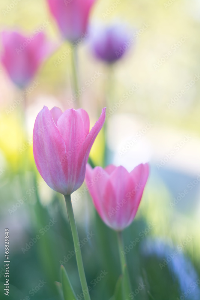 Pink tulips with soft focus on open space. Beautiful spring cet on a gentle background.