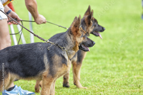 Perros pastores alemanes