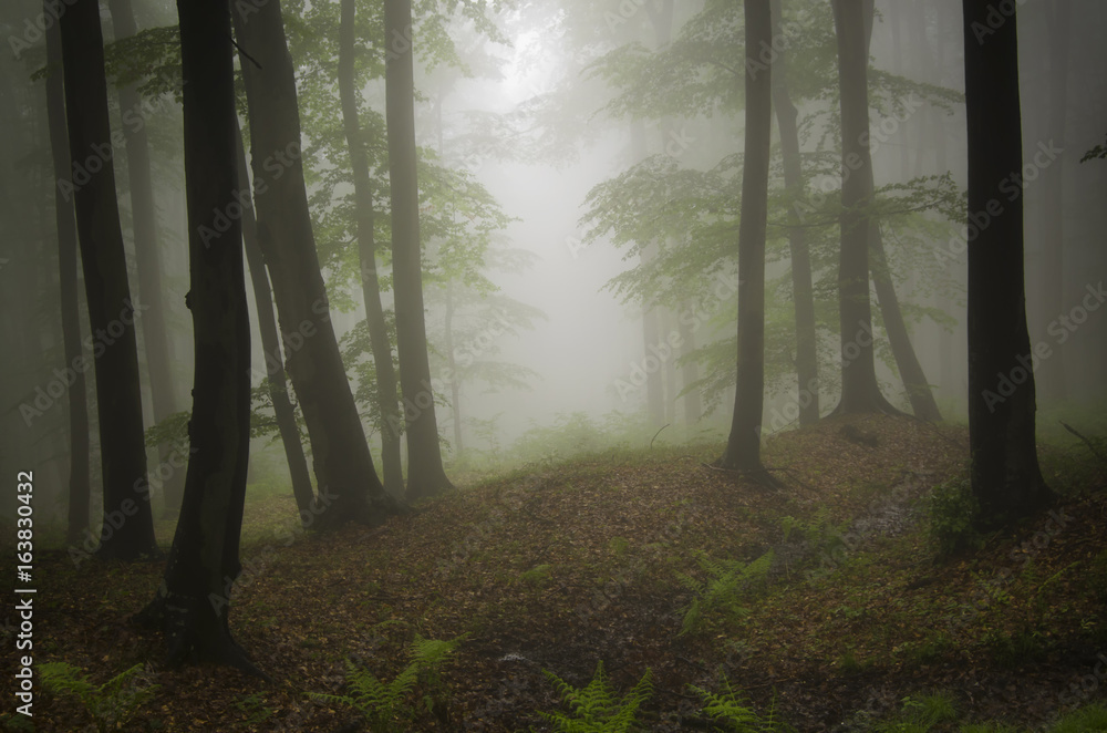 misty woods background
