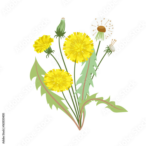 Fototapeta Naklejka Na Ścianę i Meble -  Dandelion isolated on white background