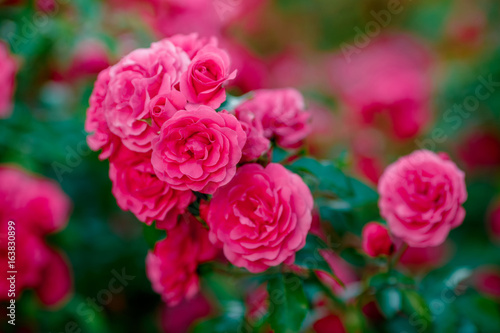 Bright pink roses background.Pink roses background.Pink rose in the garden.Beautiful pink rose in the garden.Pink roses in the park © John