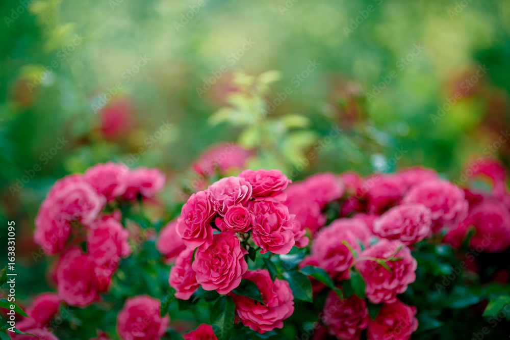 Bright pink roses background.Pink roses background.Pink rose in the garden.Beautiful pink rose in the garden.Pink roses in the park Bright pink roses background.Pink roses background.Pink rose in the garden.Beautiful pink rose in the garden.Pink roses in the park