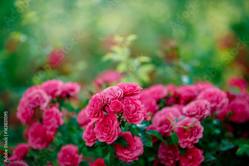 Bright pink roses background.Pink roses background.Pink rose in the garden.Beautiful pink rose in the garden.Pink roses in the park
