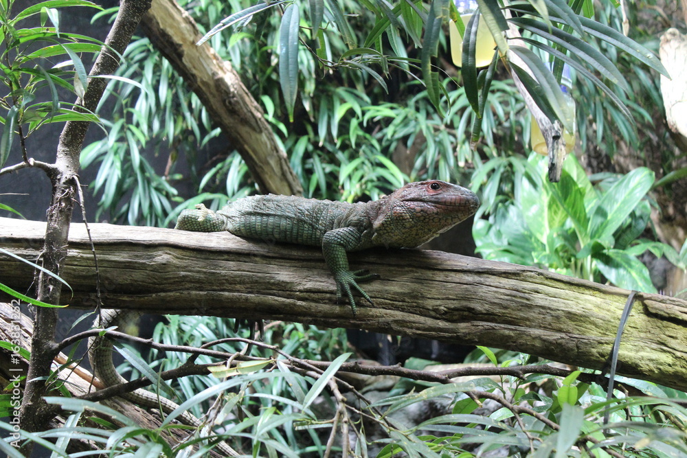 Leguan Leguan