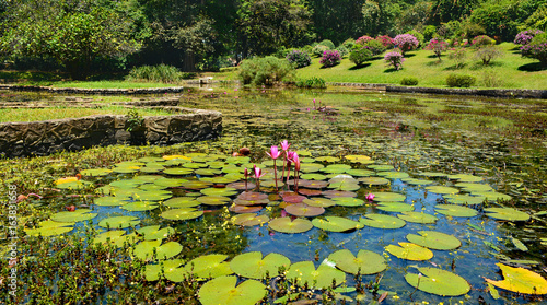 Lake with beautiful water lilies and variety of plants and trees in Peradeniya Royal Botanical garden in Kandy, Sri Lanka