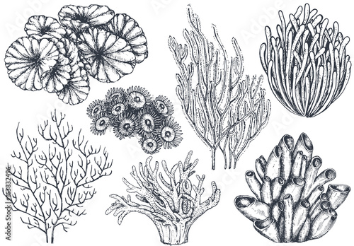 Vector collection of hand drawn ocean plants and coral reef elements
