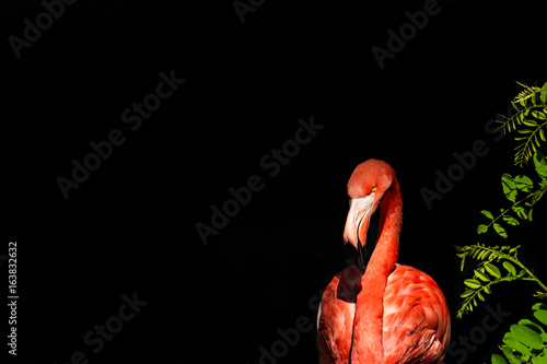 Flamingo auf schwarzem Hintergrund mit Pflanzen