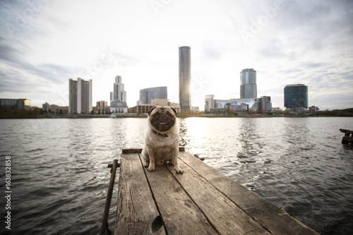 Mops Dog in city photo