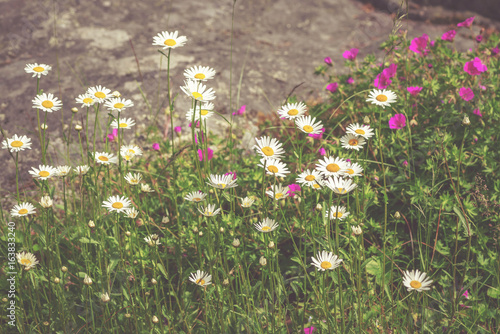 Green grass area with white...