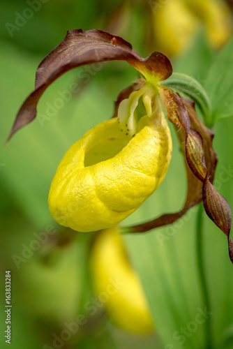 Top view of Cypripedium cal...