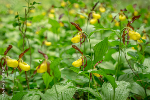 Field of Cypripedium calceo...