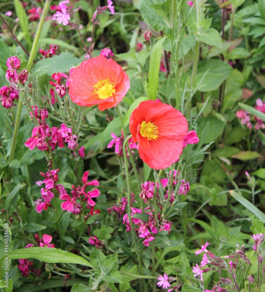 Fleurs sauvages Fleurs sauvages